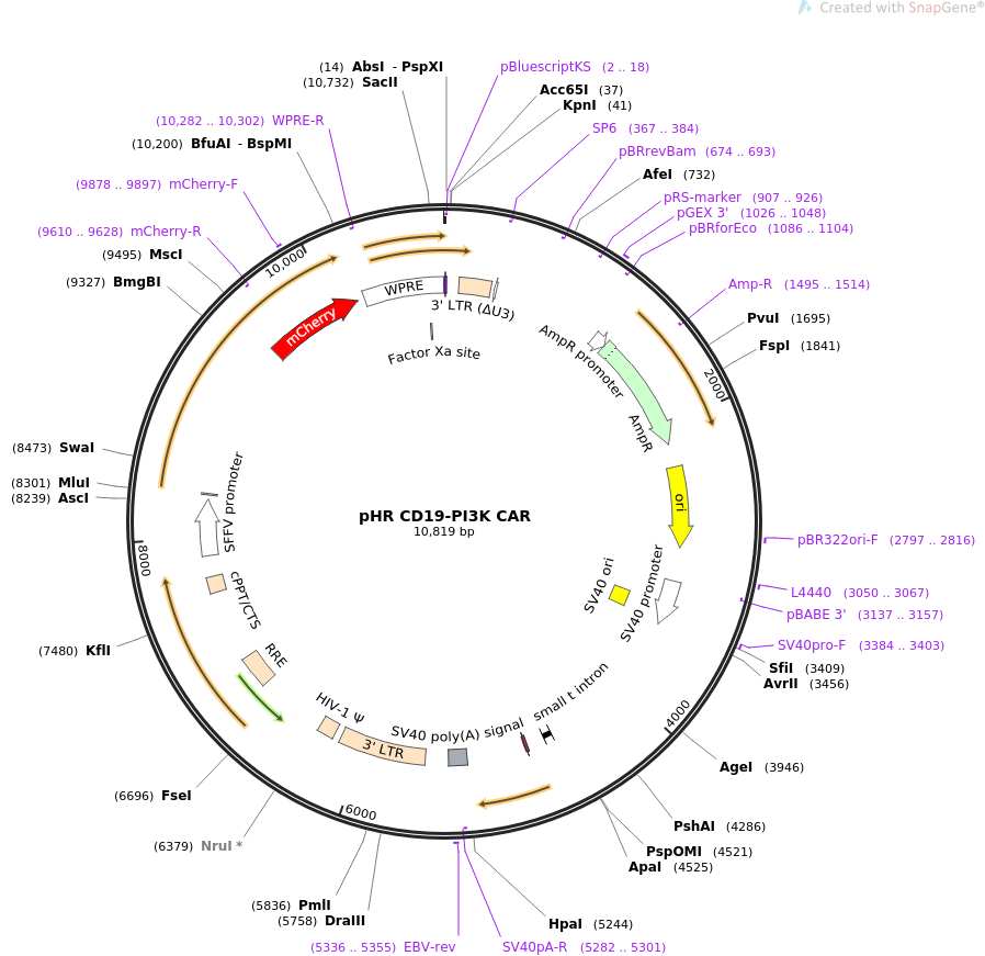 pHR CD19-PI3K CAR质粒图
